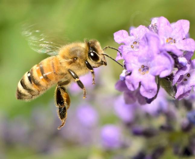 a bee close to a purple flower