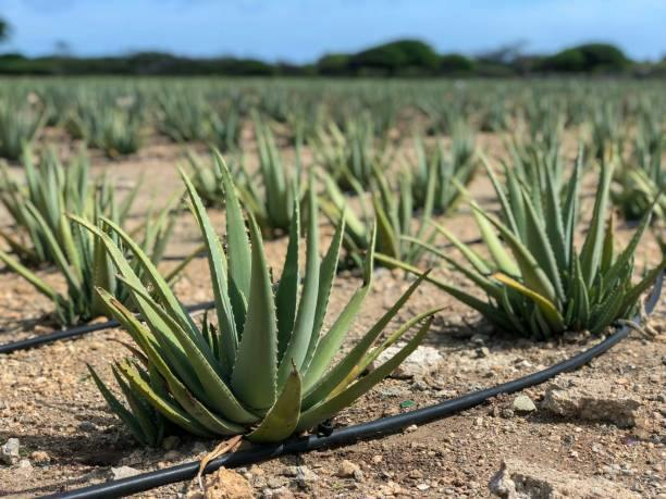 aloe